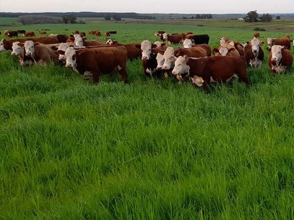 Capitalizaciones min