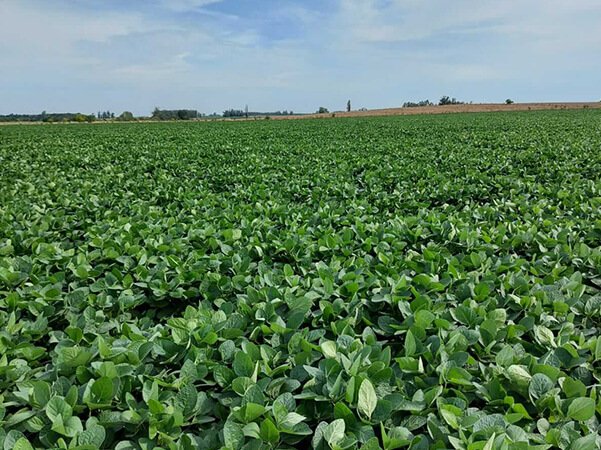 Servicios agronomicos min