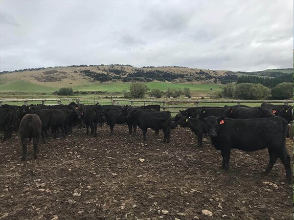 Servicios veterinarios min